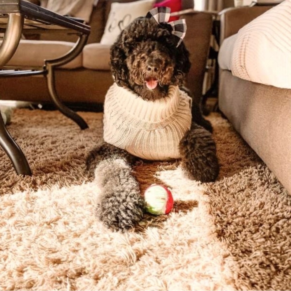 COPY - Boots & Barkley Cable Knit Turtleneck big dog sweater for
